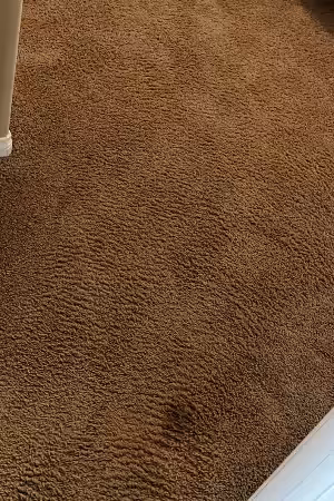 Master Green Carpet Cleaners Carpet Cleaning in Collegeville